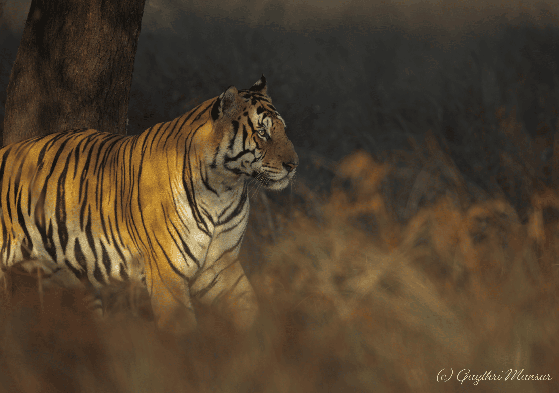 Pench Tiger